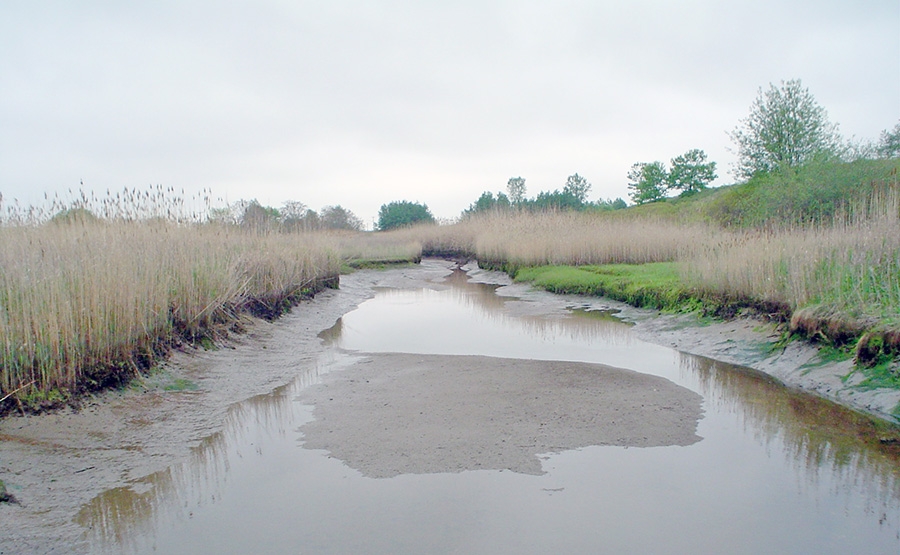 A muddy, shallow stream winds through tall reeds and grassy banks under a cloudy sky, with green trees visible in the background.