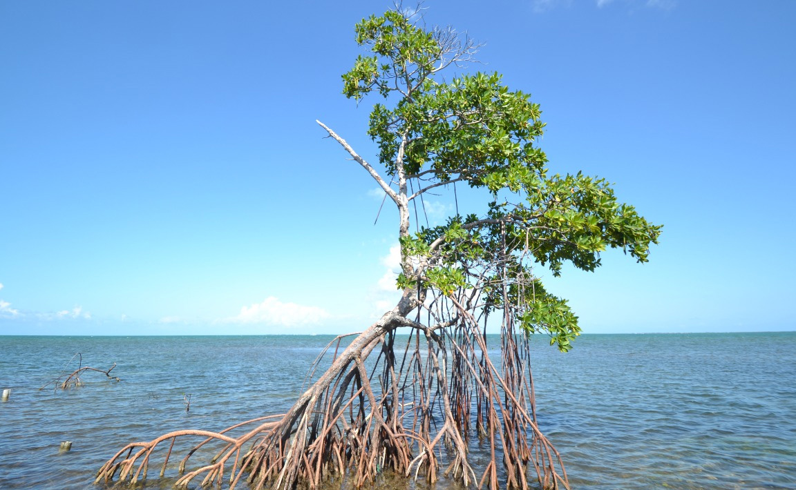 Mangrove tree, sprawling roots, vibrant green leaves, blue ocean, clear sky.
