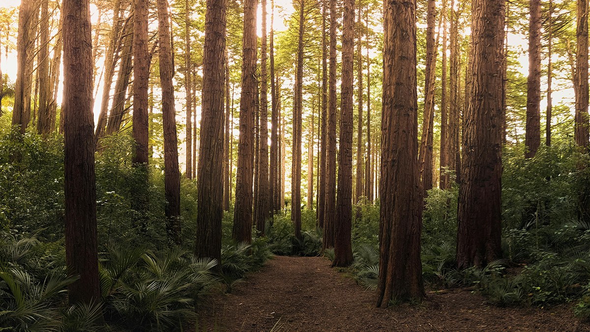 A dirt path winds through a dense forest of tall, straight trees with reddish-brown trunks, surrounded by lush green foliage and bathed in warm, golden sunlight filtering from above.